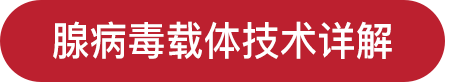 腺病毒载体@2x.png